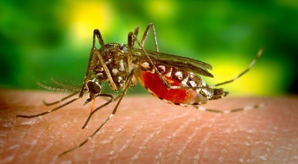 Aedes aegypti zika virus mosquito